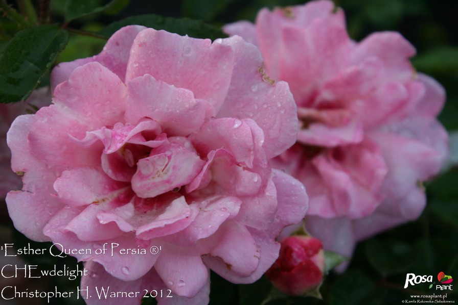 'Esther Queen of Persia ®' rose photo