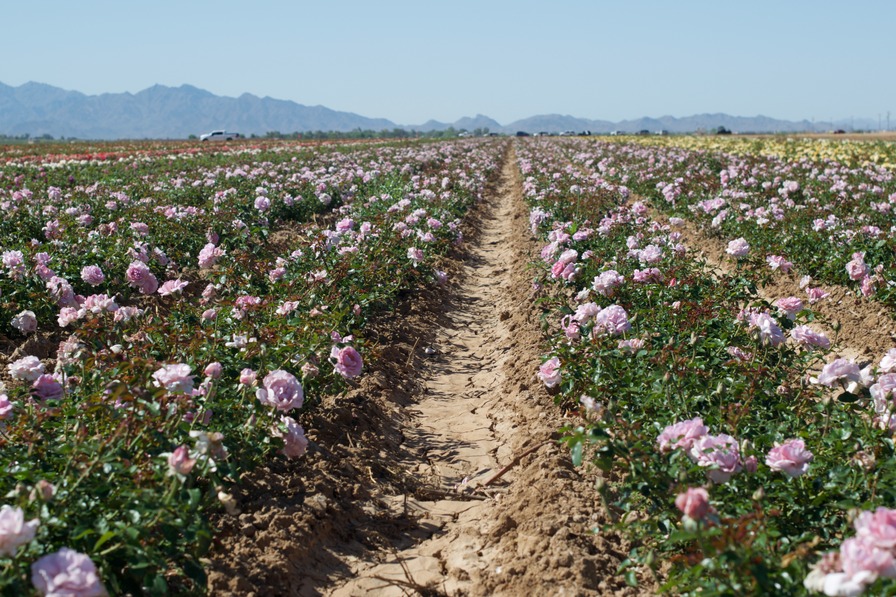 'Le Petit Prince' rose photo