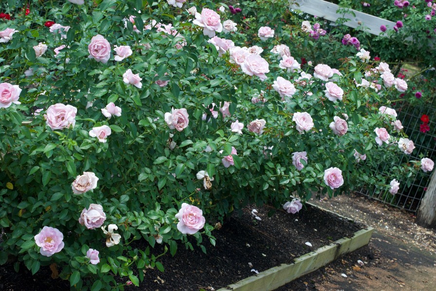 'Le Petit Prince' rose photo