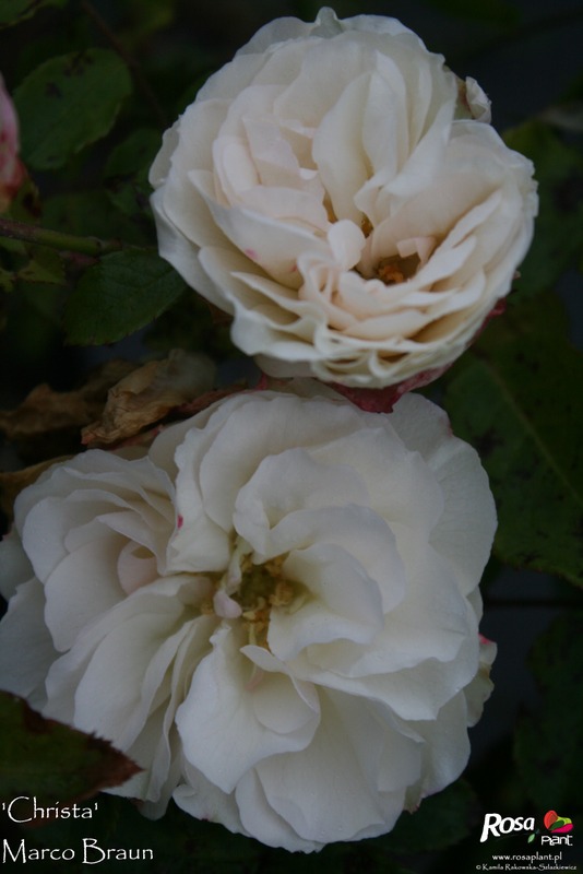 'Christa (floribunda, Braun 2009)' rose photo