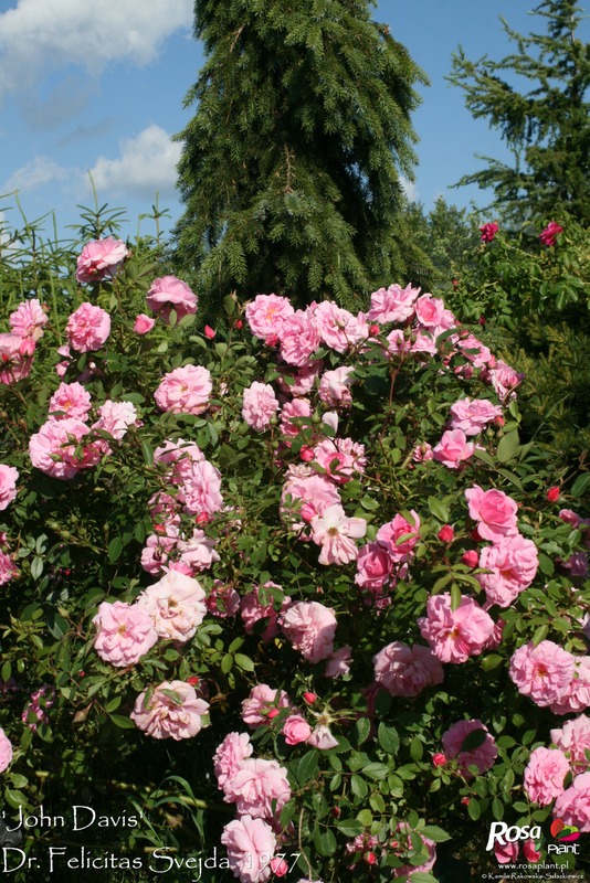 'John Davis' rose photo
