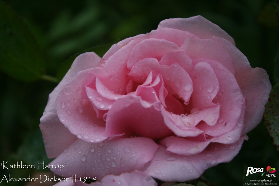'Kathleen Harrop' rose, click to enlarge 'Kathleen Harrop' rose photo