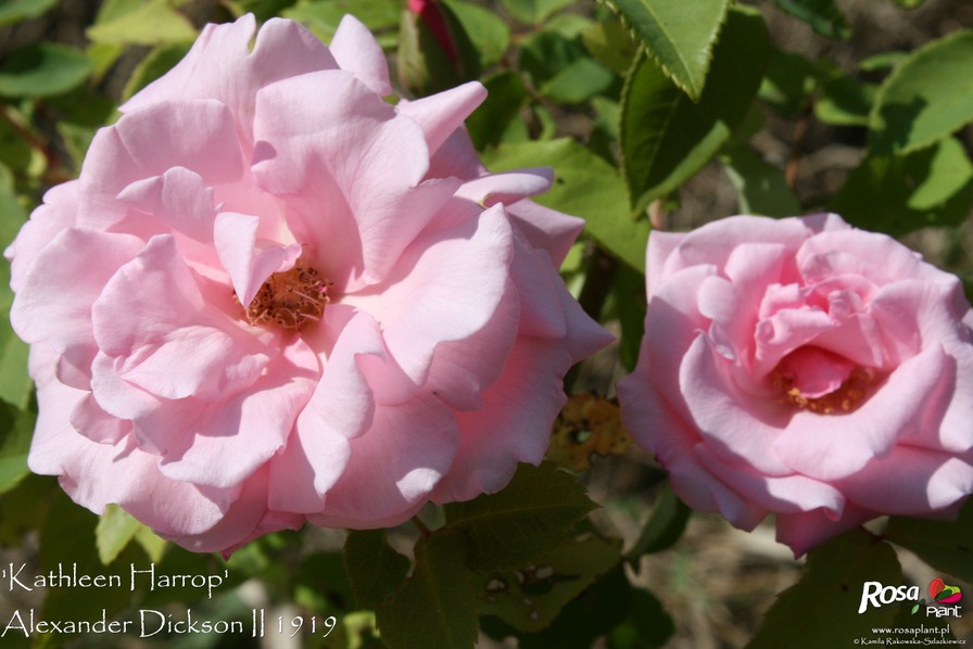 'Kathleen Harrop' rose photo