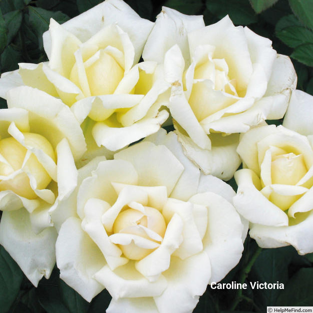 'Caroline Victoria (Hybrid Tea, Harkness, 2006)' rose photo