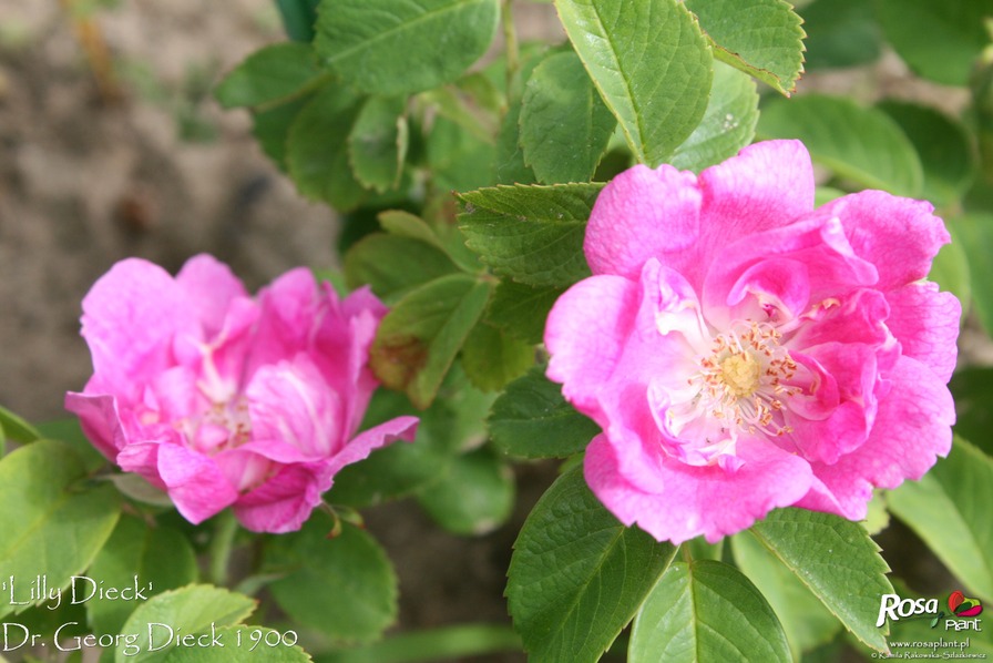 'Lilly Dieck' rose photo