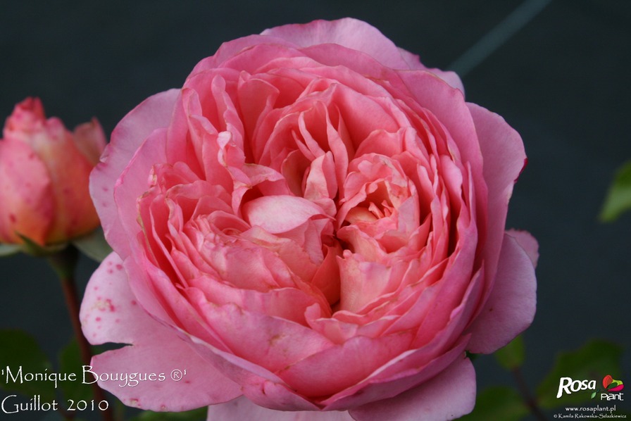 'Monique Bouygues ®' rose photo