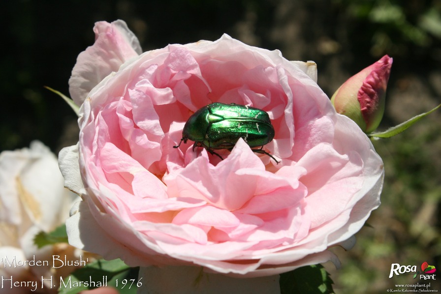 'Morden Blush' rose photo