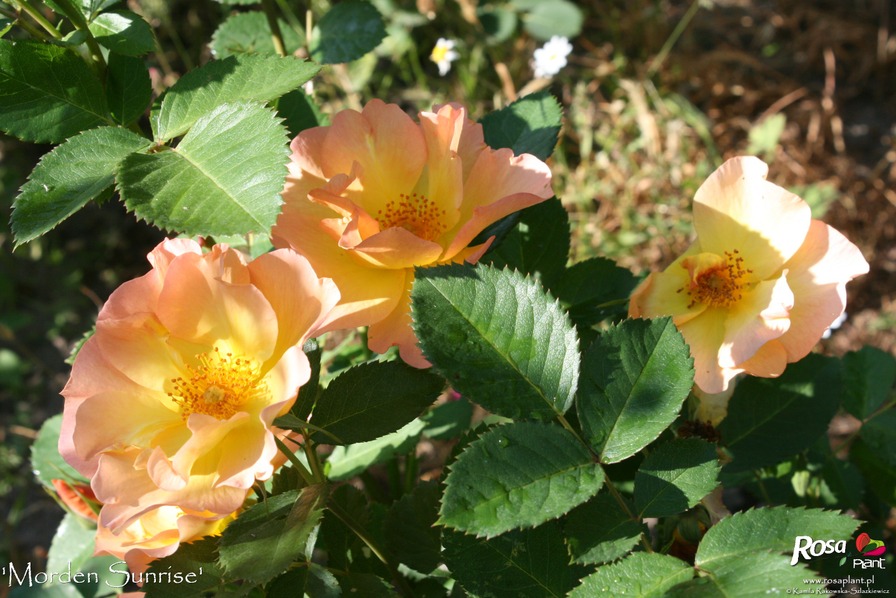 'Morden Sunrise (Shrub, Collicutt, 1991)' rose photo