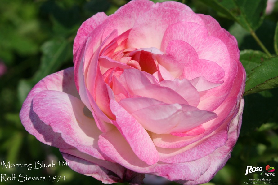 'Morning Blush ™ (Alba, Sievers, 1974)' rose photo