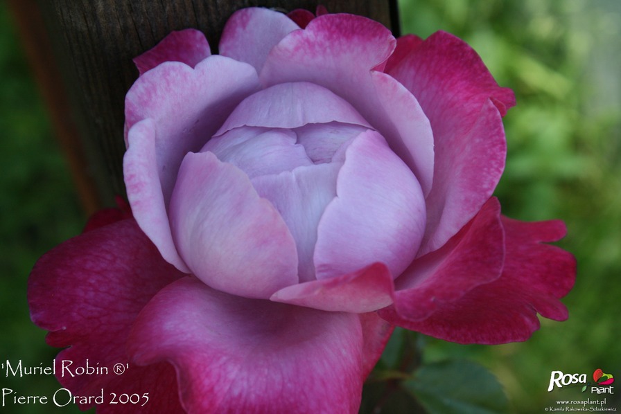 'Muriel Robin ®' rose photo