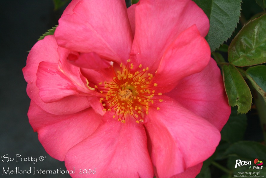 'So Pretty ® (shrub, Meilland, 2006)' rose photo