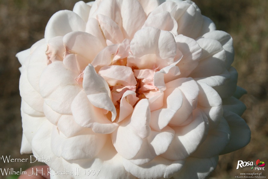 'Werner Dirks' rose photo