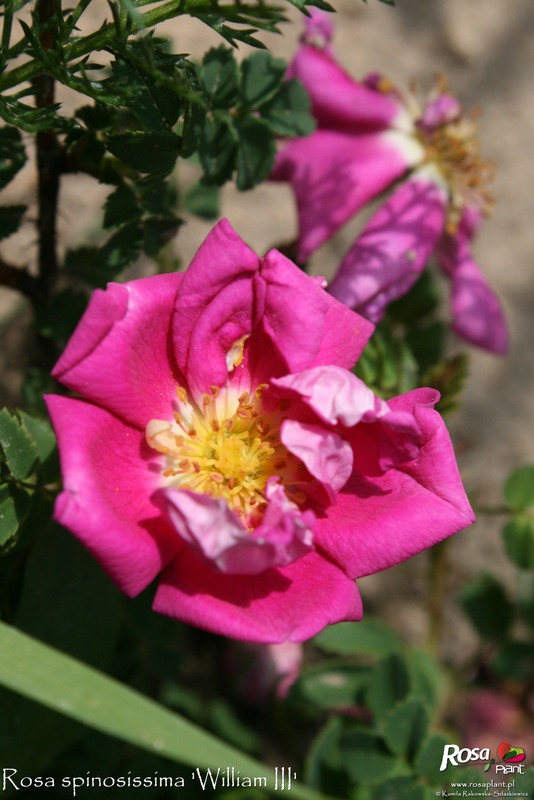 'William III' rose, click to enlarge 'William III' rose photo
