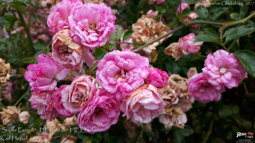 'Super Fairy ®' rose photo