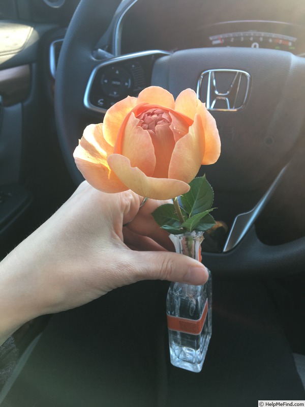 'Pat Austin ™' rose photo