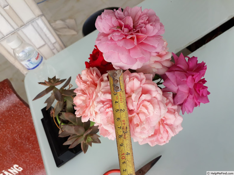 'Voyage ®' rose photo