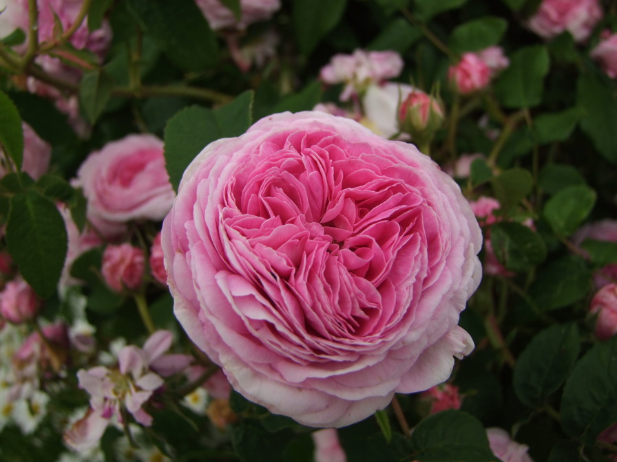 'Belle sans flatterie' rose photo