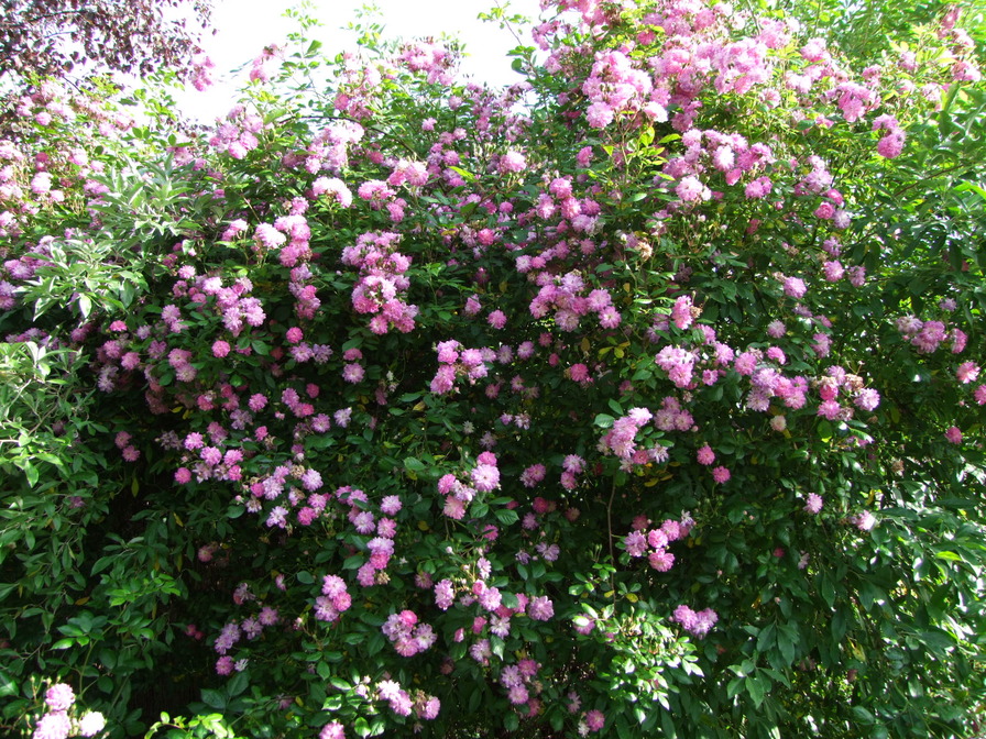'Louis mon ami' rose photo