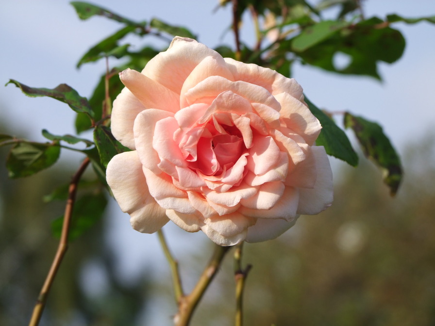 'The Alexandra (tea, Paul, 1900)' rose photo