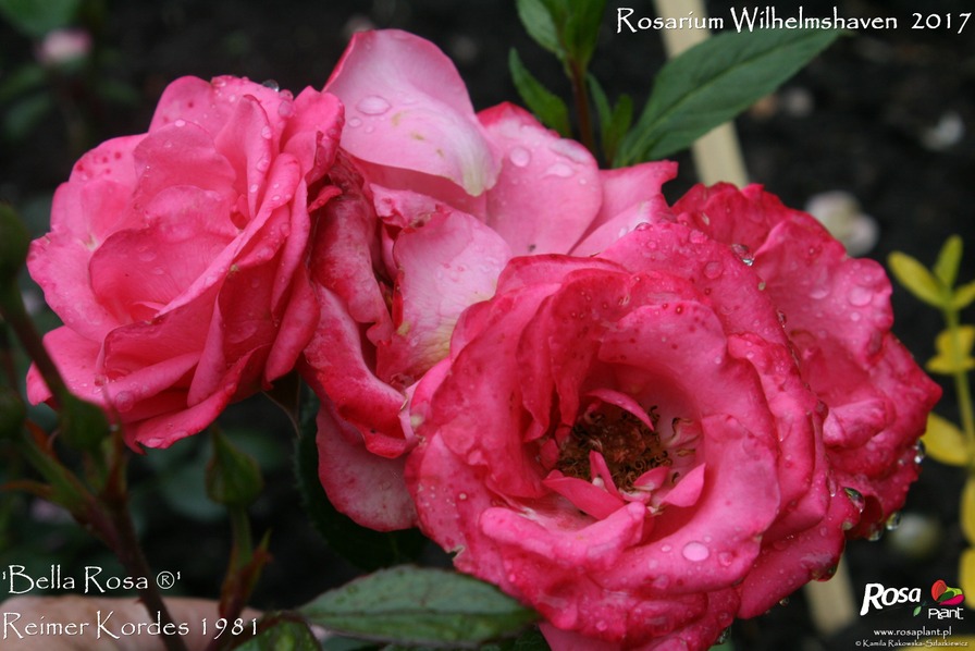 'Bella Rosa ® (floribunda, Kordes 1981)' rose photo