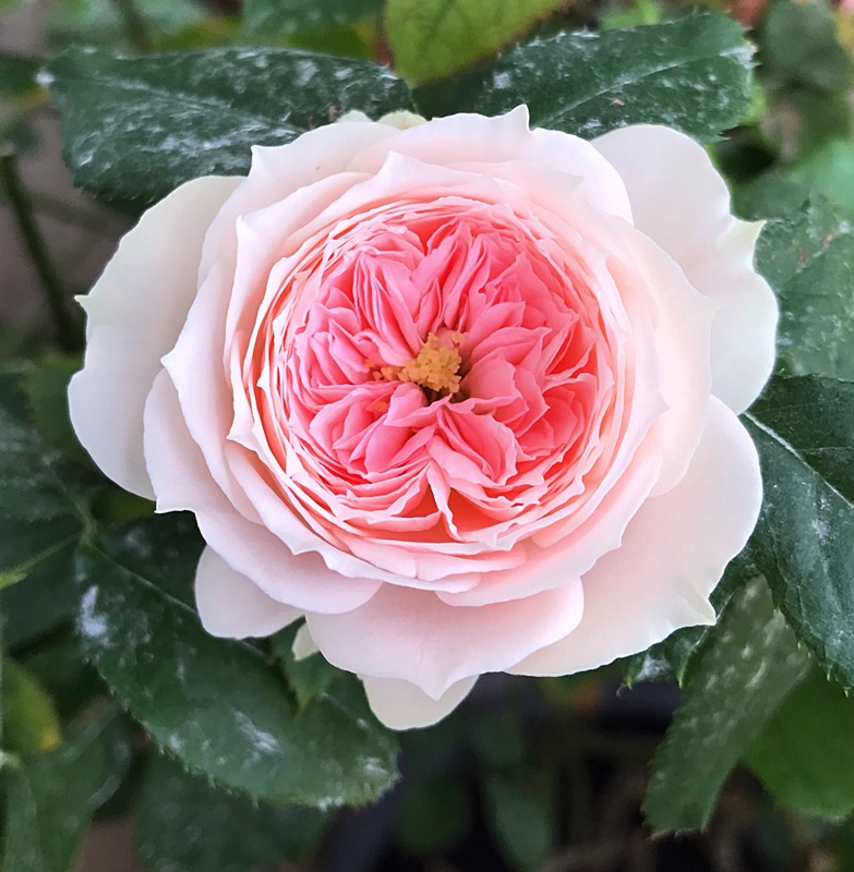 'Pompon Veranda ®' rose photo