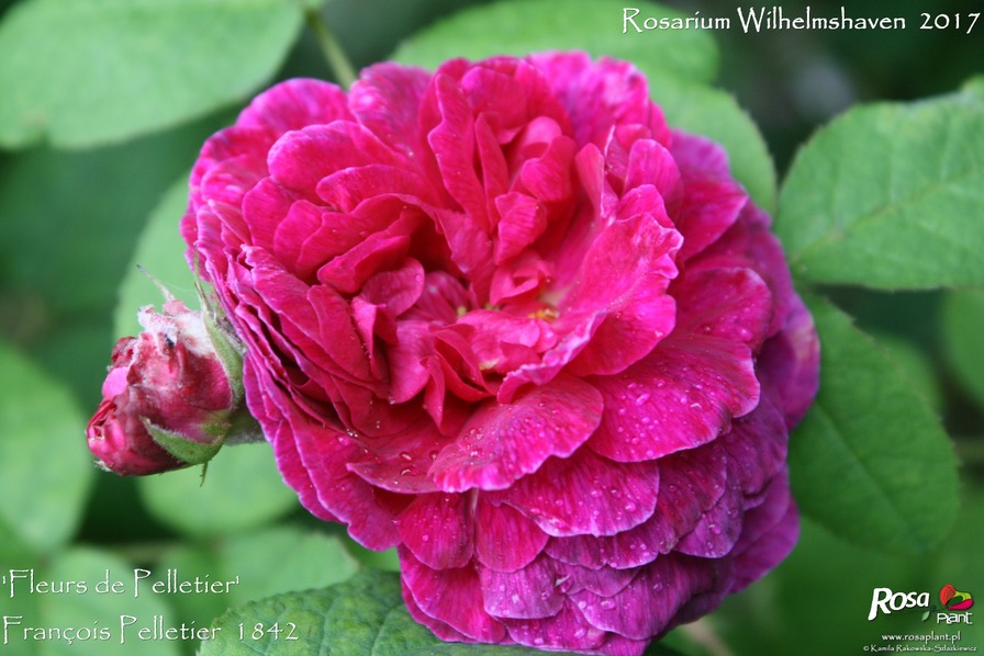 'Fleurs de Pelletier' rose photo