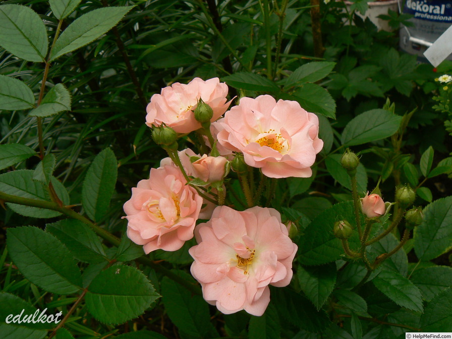 'Souvenir d'Adolphe Turc' rose photo