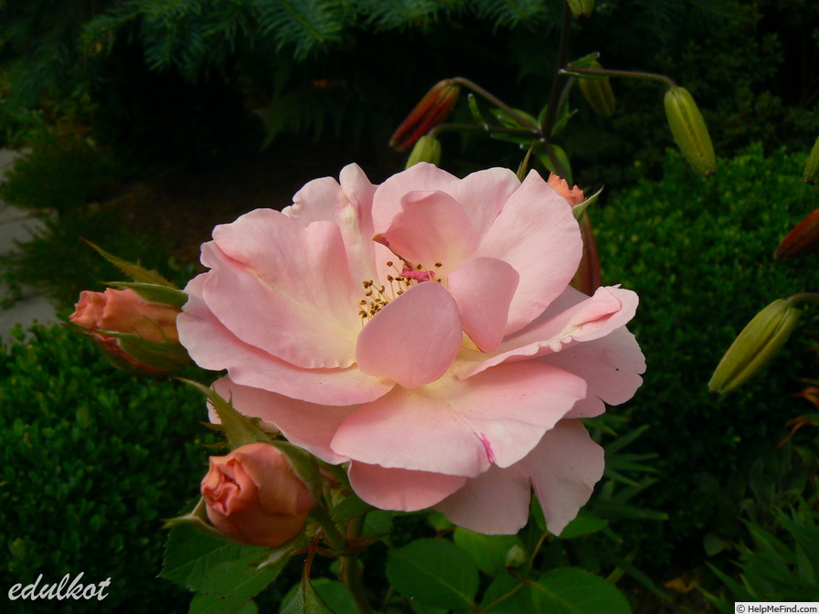 'Andenken an Alma de l'Aigle (hybrid musk, Kordes, 1948)' rose photo