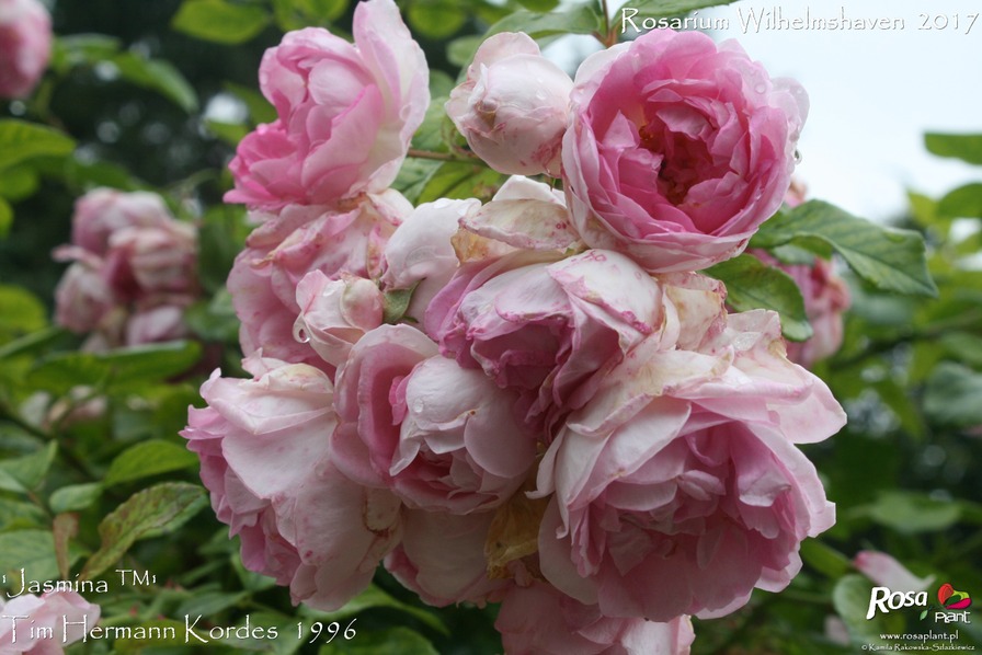 'Jasmina ™ (LCl, Kordes, 1996)' rose photo