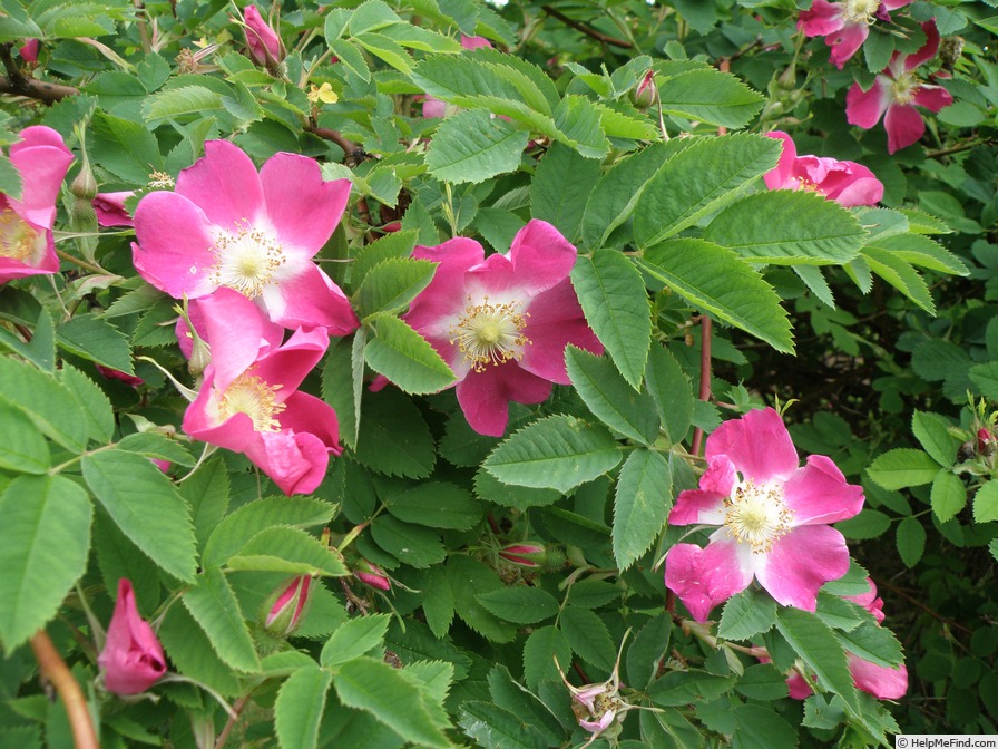 '<i>Rosa villosa</i> var. <i>engadiensis</i> Christ' rose photo