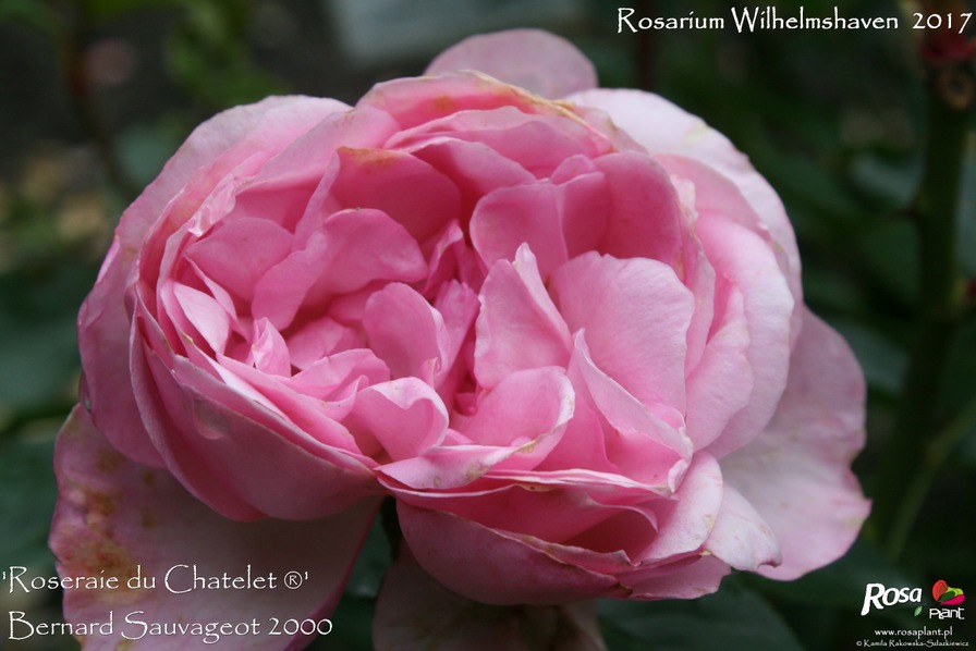 'Roseraie du Chatelet ®' rose photo