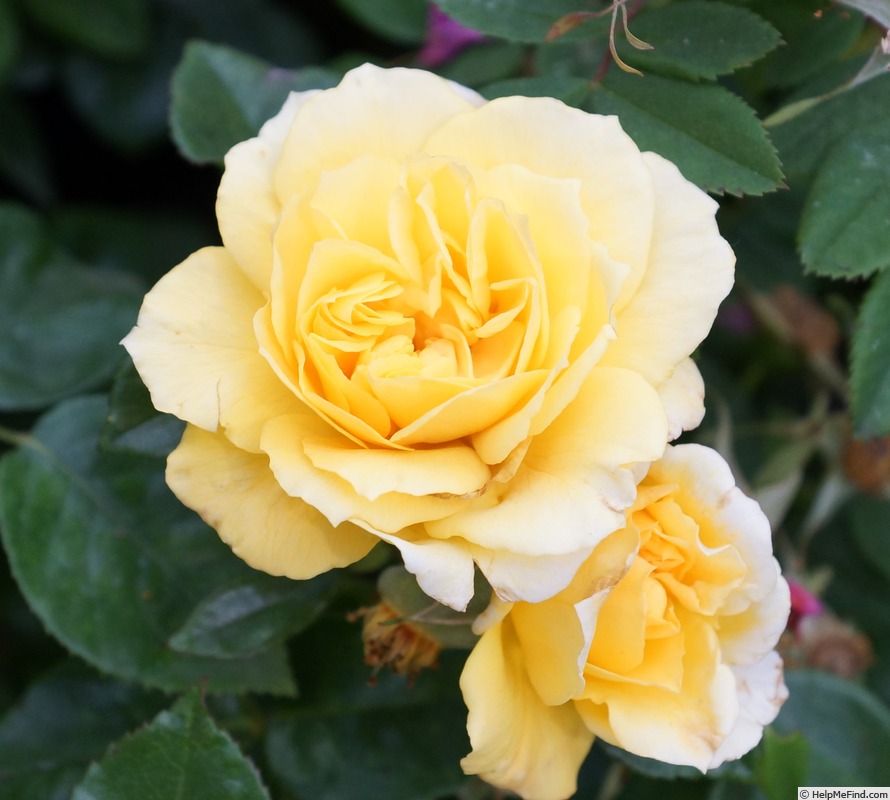 'Togmeister' rose photo