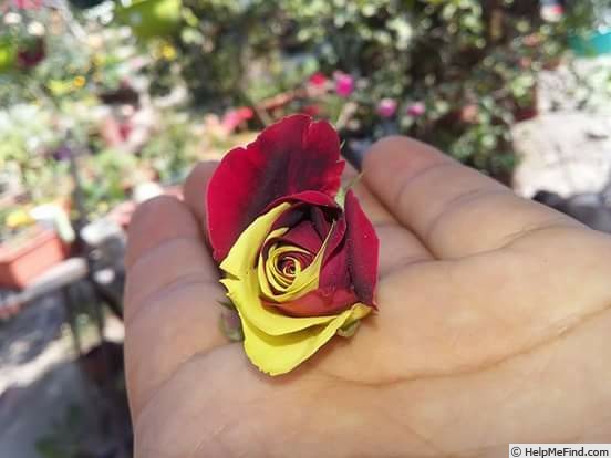 'Abracadabra (floribunda, Kordes, 2001)' rose photo