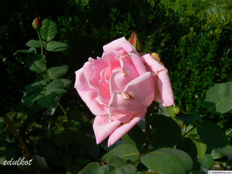 'Souvenir d'Émile Zola' rose photo