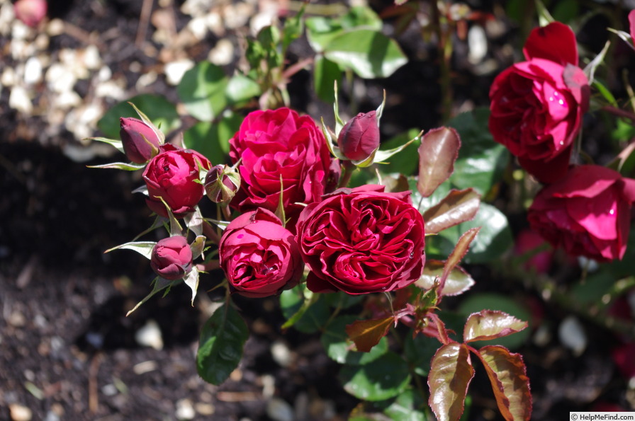 'MATtzac' rose photo