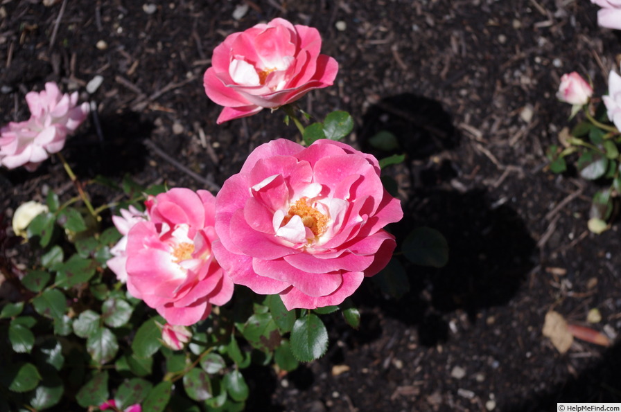 'Céline Delbard ®' rose photo