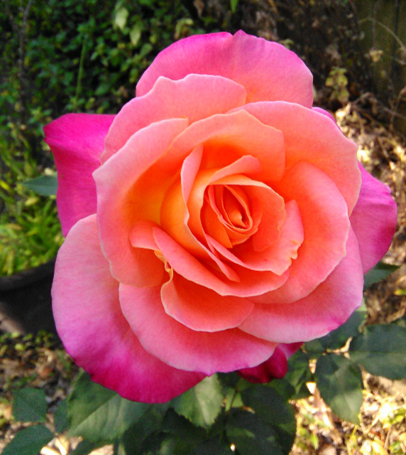 'Granada (hybrid tea, Lindquist, 1963)' rose photo
