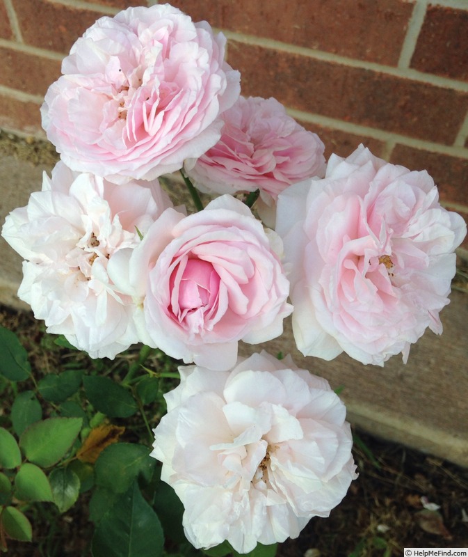 'Souvenir de la Malmaison' rose photo