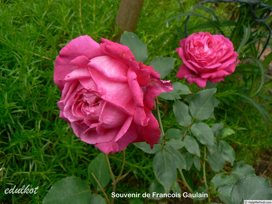 'Souvenir de François Gaulain' rose photo