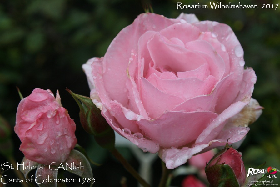 'St. Helena (floribunda, Cants, 1983)' rose photo