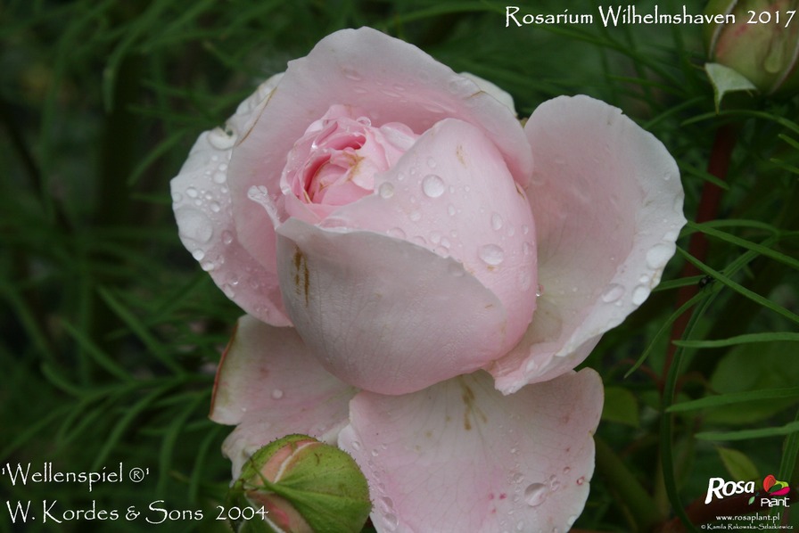 'Wellenspiel ®' rose photo