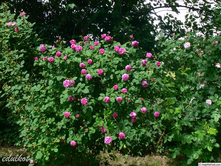 'Russelliana ' Rose Photo