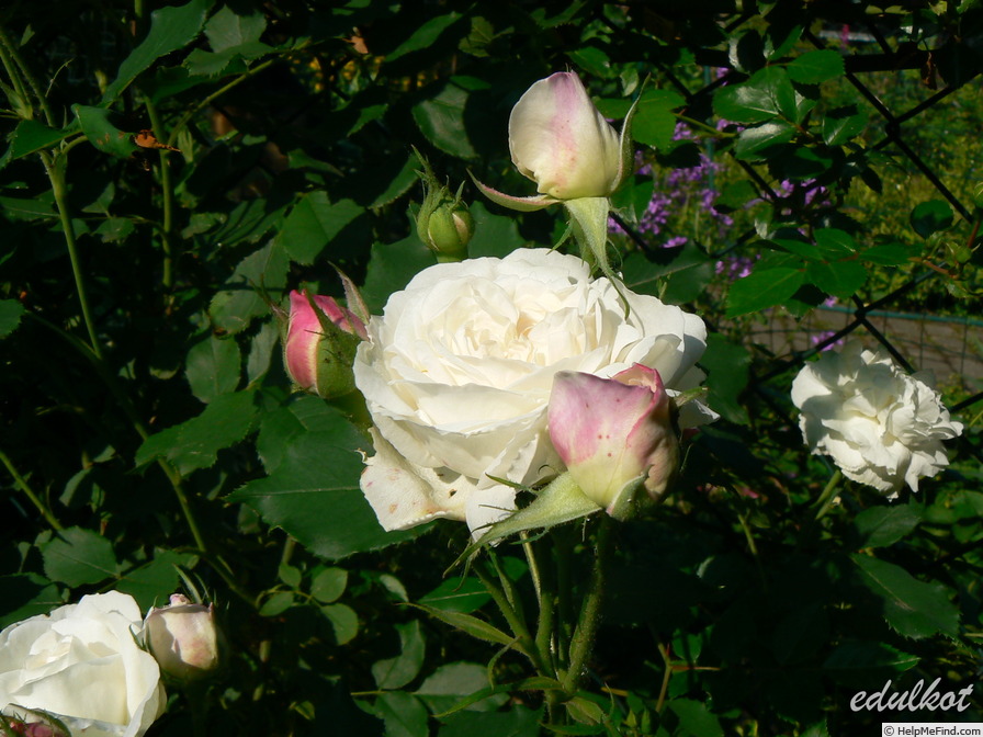 'Souvenir de la Malmaison jaune' rose photo