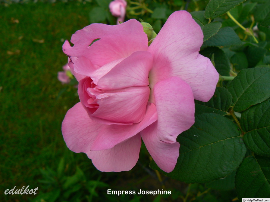 'Souvenir de l'Imperatrice Josephine' rose photo