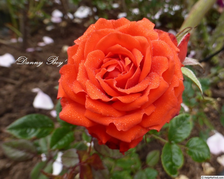 'Danny Boy (miniature, Dickson, 2000)' rose photo