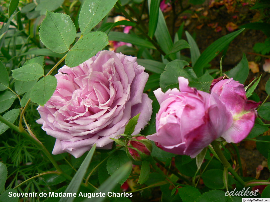 'Souvenir de Madame Auguste Charles' rose photo