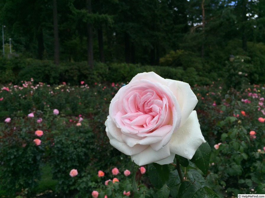 'Francis Meilland' rose photo