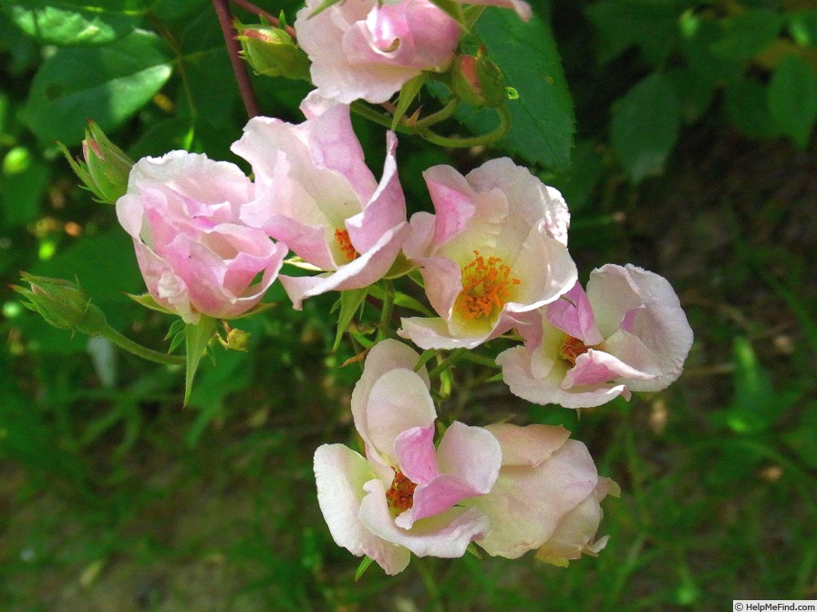'Hacampanella' rose photo
