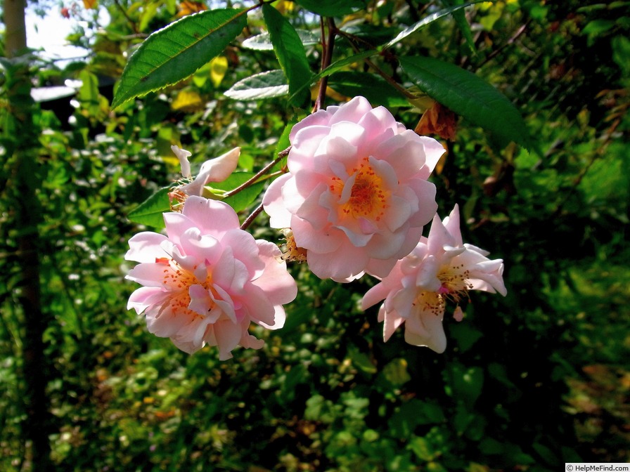 'Hacora' rose photo