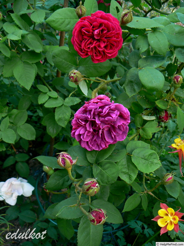 'Souvenir de Pierre Vibert' rose photo